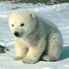Puzzle - Lední medvěd