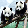 Puzzle - Roztomilé pandy